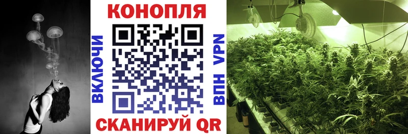 мега ССЫЛКА  где продают наркотики  Борзя  Марихуана сатива 